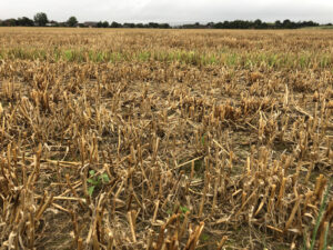 field of mowed stubbly wheat. Not beautiful